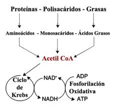 La replicacion del adn es anabolica o catabolica